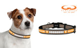 Tennessee Volunteers Classic Leather Small Football Collar-0
